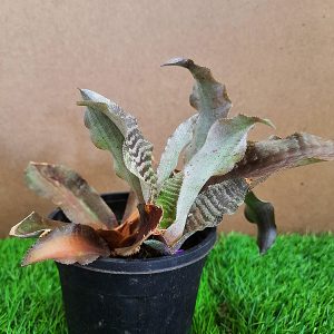 Cryptanthus Succulent