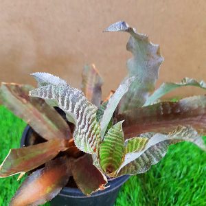 Cryptanthus Succulent