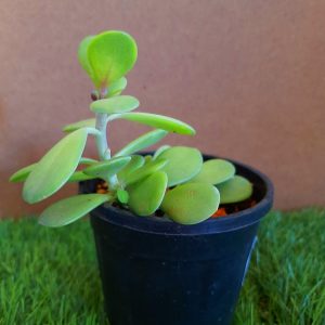 Crassula Ovate Succulent Plant