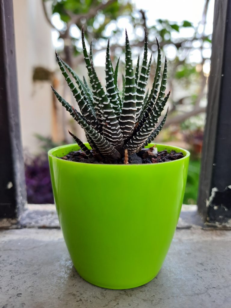 Haworthia Succulent Plant