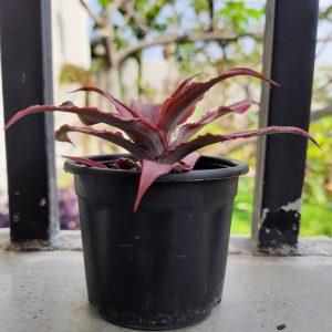 Cryptanthus neon