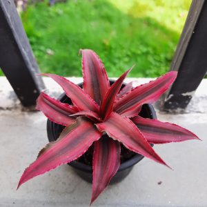 Cryptanthus neon