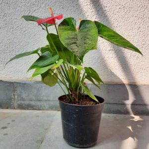 Anthurium Plant