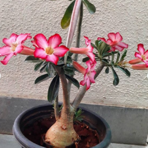 Adenium Plant