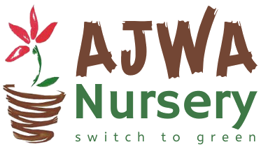 Ajwa Nursery