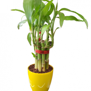 Lucky Bamboo | Soil Based