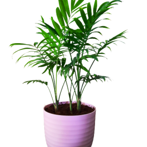 Chamaedorea Elegans, Parlour Palm – Plant