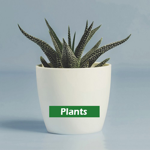 Plants